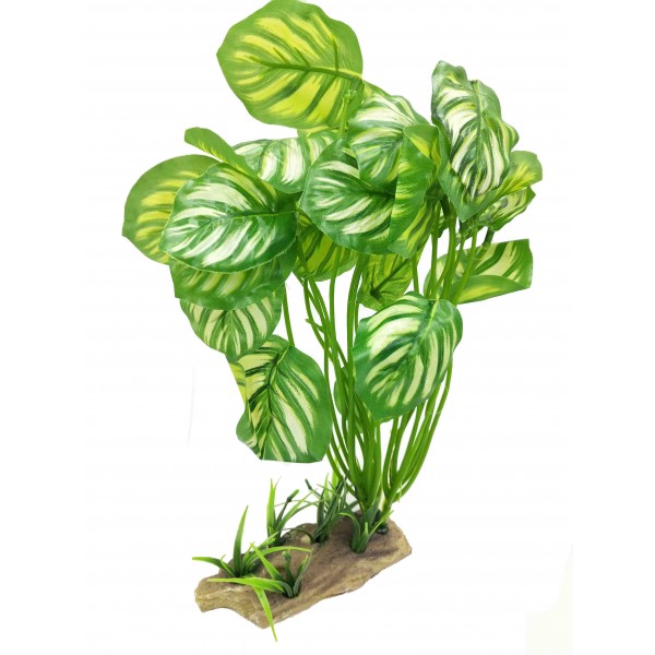 ΔΙΑΚΟΣΜΗΤΙΚΟ ΦΥΤΟ ΕΝΥΔΡΕΙΟΥ